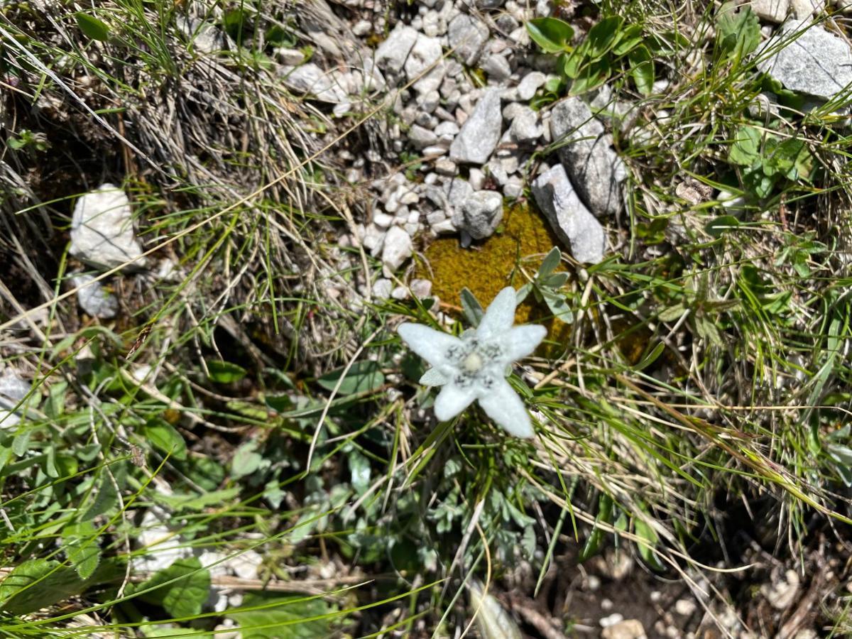 Appartamenti Hacoli Selva di Val Gardena Exterior foto